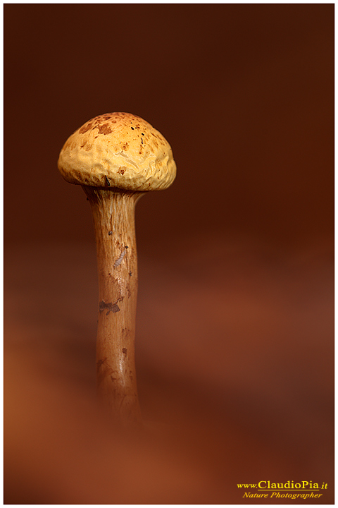 Funghi, mushroom, fungi, fungus, val d'Aveto, Nature photography, macrofotografia, fotografia naturalistica, close-up, mushrooms Pholiota